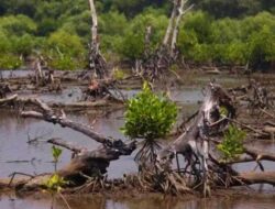 Penerbitan SHM di Atas Lahan Kawasan Hutan Mangrove, Polres Maros Harus Tindak Pelaku