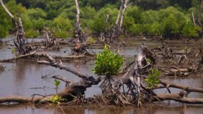 Penerbitan SHM di Atas Lahan Kawasan Hutan Mangrove, Polres Maros Harus Tindak Pelaku